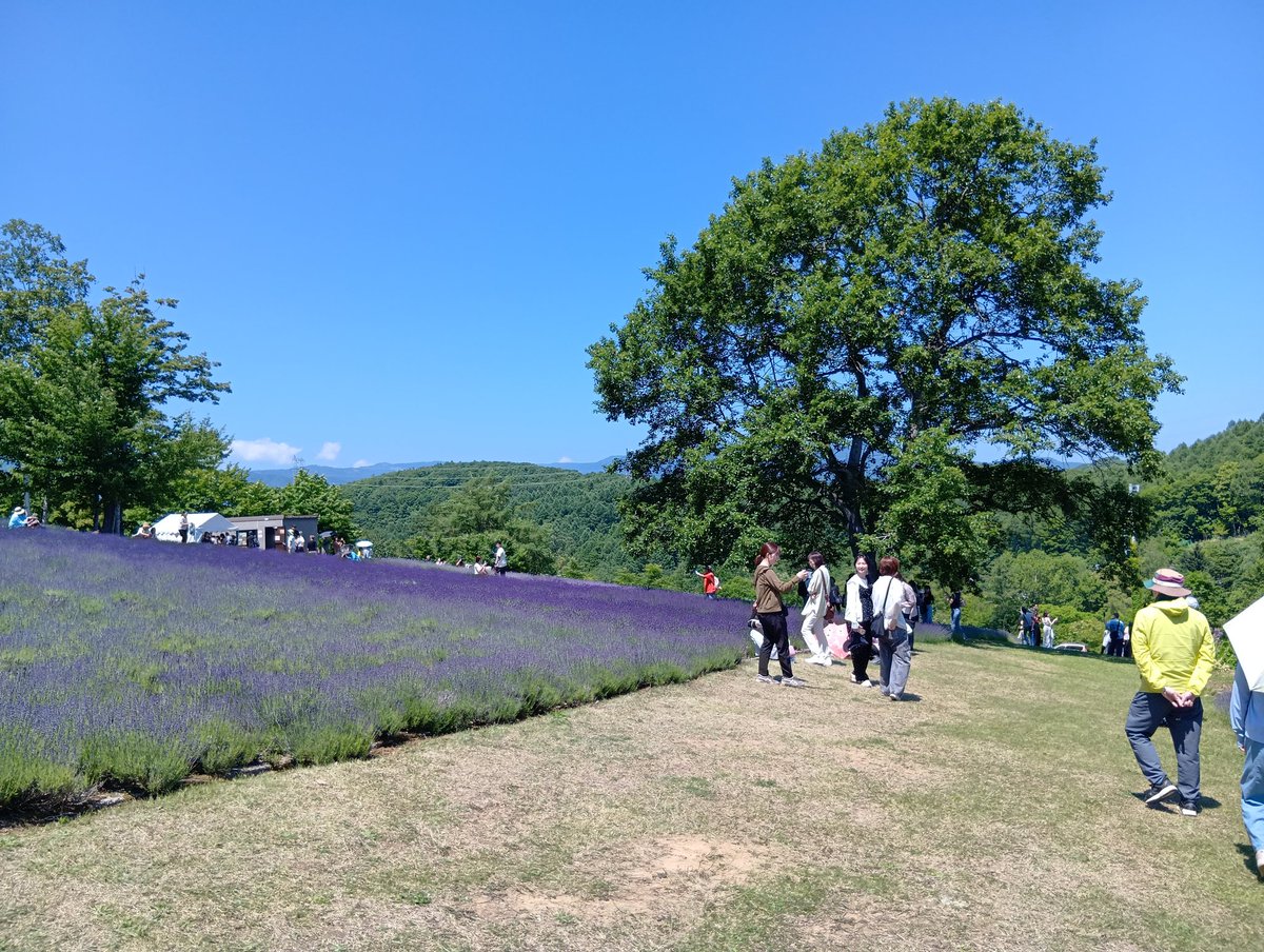 nobby_hero's tweet photo. 義母、妻、娘×2、犬×2を連れて札幌市内を車でぶらぶら

まずは幌見峠のラベンダー園
今日が初日でしたが午前ということもあり駐車場にはすんなり入れました😌 https://t.co/Nyd3jjKdGX