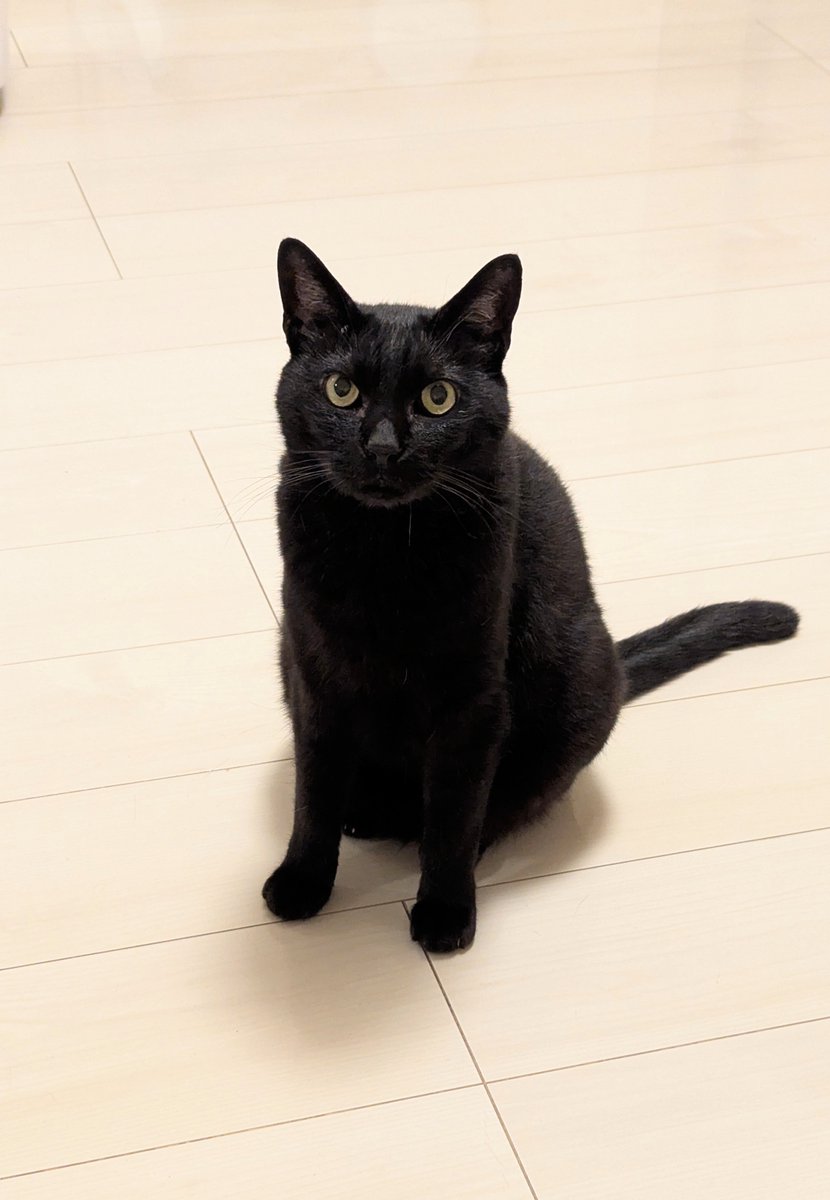 otonnu's tweet photo. ほんーおいでー👉🐈‍⬛
#ほんほんほんだ https://t.co/ZTep24FQ47