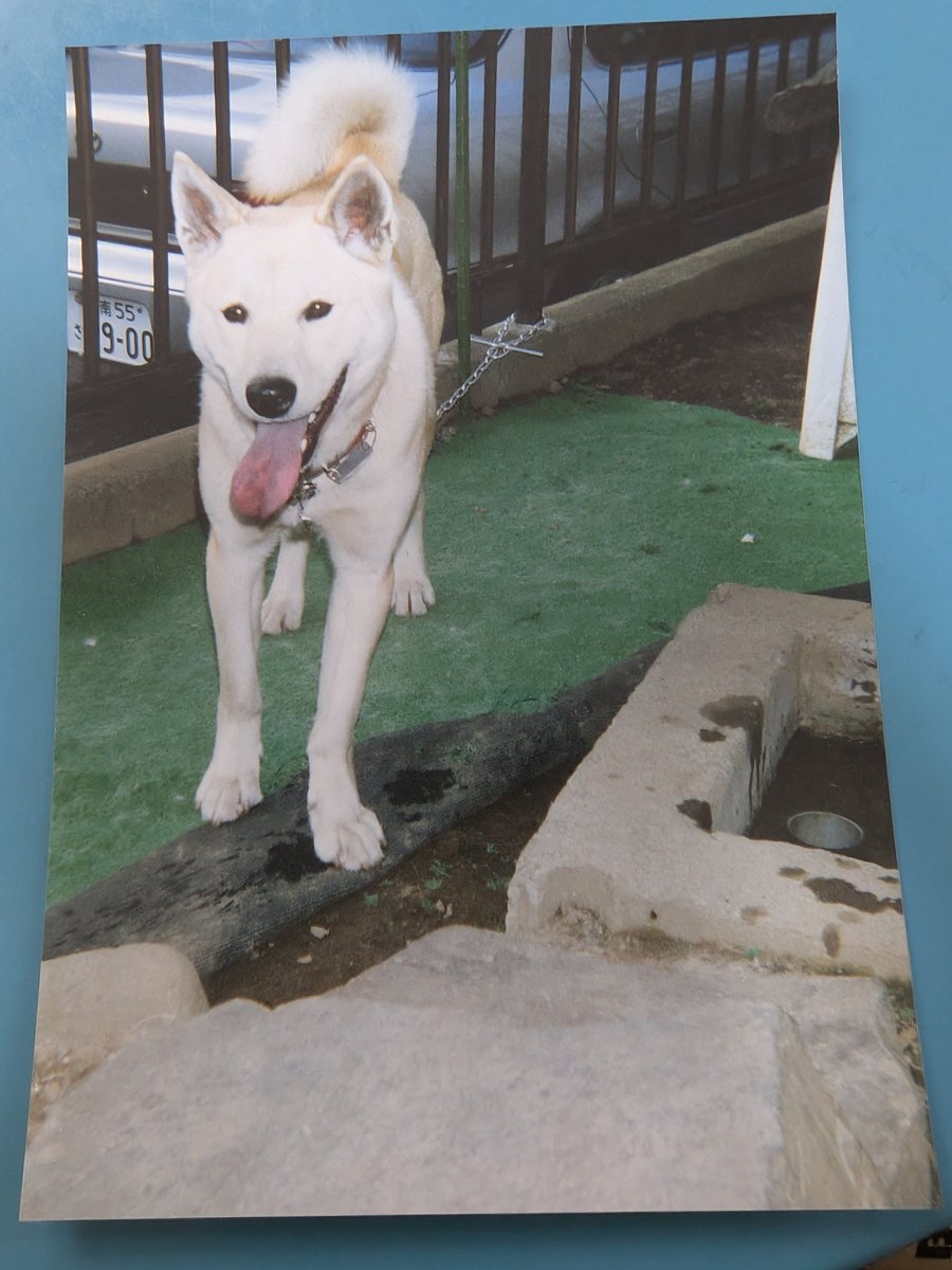 hama090's tweet photo. アルバム見てたら昔の犬の写真出て��た https://t.co/esaWWN6M6e