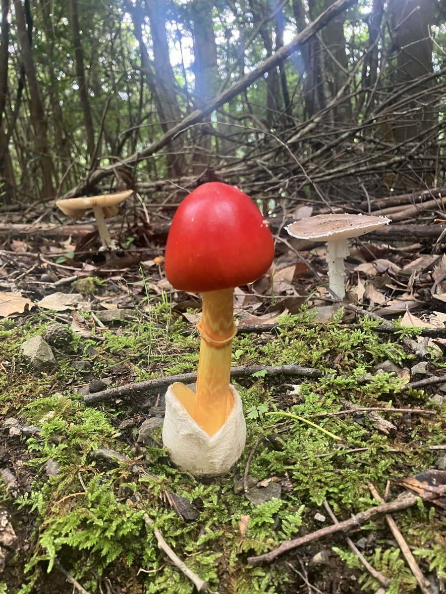 avc0024's tweet photo. 完全にマリオの世界やん

タマゴタケっていうみたい
確かに下に卵の殻みたいな物がある

毒キノコみたいな見た目やけど美味しいらしい😋😋
ちょっと怖いけど食べてみよかな

それと自動販売機の明かりに飛んできたノコギリクワガタ🪲 https://t.co/Attz31DmtE
