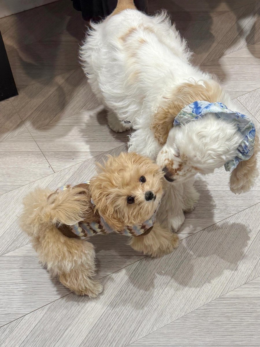 Soul_2Za's tweet photo. 小娜：近づかないでえええええ！！！！！
||こんなに小さいドミが、4ヶ月のメイカの前では全く歯が立たないなんて誰が想像しただろうね笑 https://t.co/P29bNQknfC