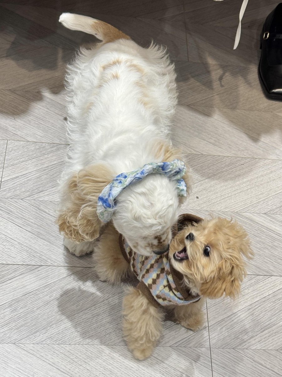 Soul_2Za's tweet photo. 小娜：近づかないでえええええ！！！！！
||こんなに小さいドミが、4ヶ月のメイカの前では全く歯が立たないなんて誰が想像しただろうね笑 https://t.co/P29bNQknfC