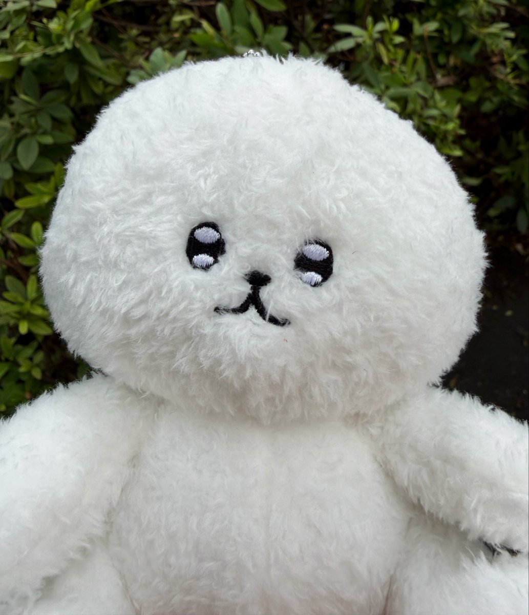 midoribump's tweet photo. 増ティたすかります無事に買えましたハピハピ   もっこもこでかわいい！！！！！
個体差激しい、ちょっと首がまがってる子にしたかわいい https://t.co/jAyS4Qy4G7