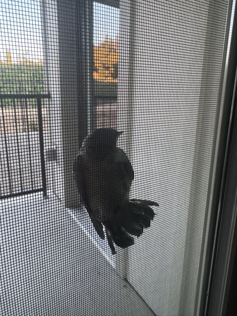 queenshadow's tweet photo. Back patio family https://t.co/L75aDOjkCz