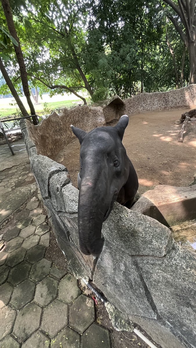 reviewbylia's tweet photo. Lo gatau seberapa jahat org yg nyembelih, as you can see dia cuma kebingungan..

Fyi aja tapir bukan hewan yg agresif SAMA SEKALI, bayangin lo lagi bingung tersesat gatau jalan pulang kerumah lo all alone and the next thing you know lo udh mati ditangan orang jahat. https://t.co/1RDlmgkV8C