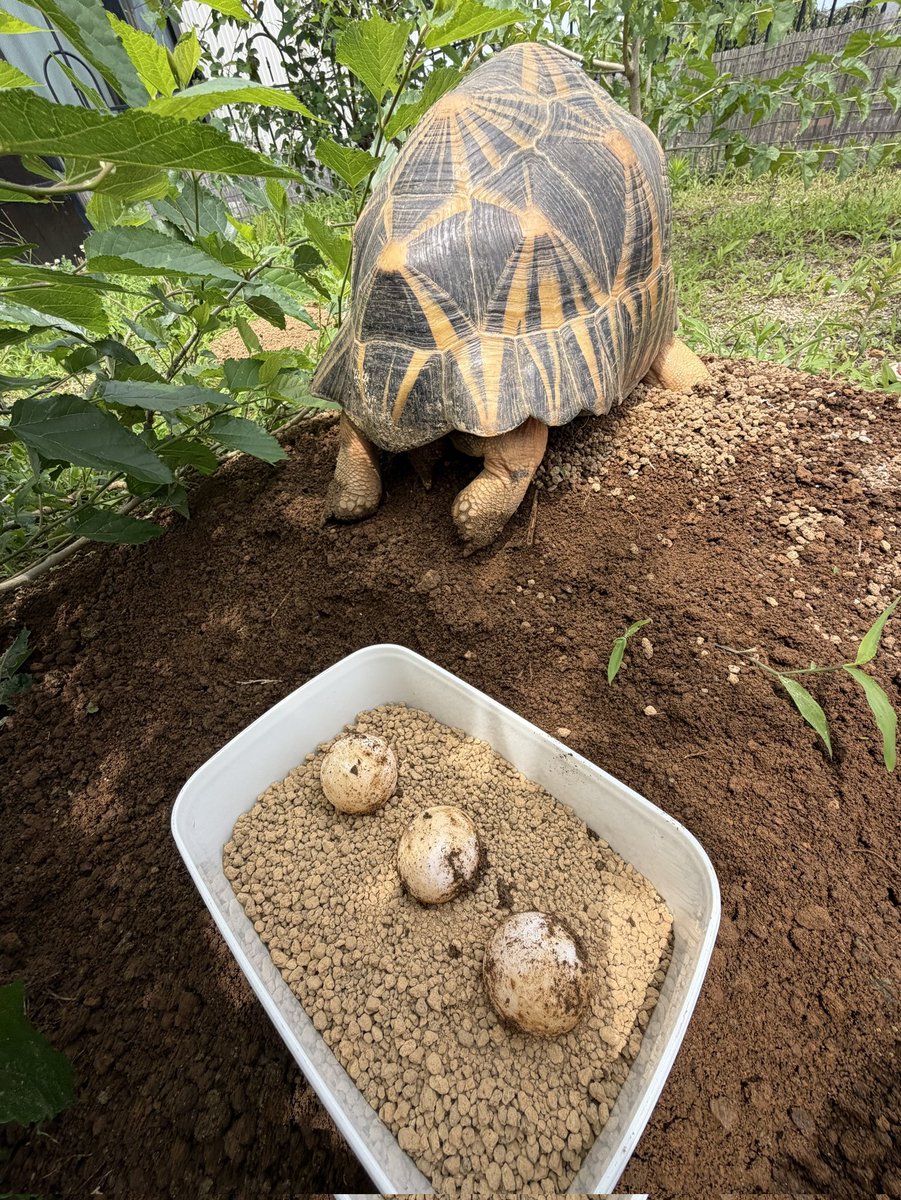 ZENITHnoko's tweet photo. ホウシャガメ産卵 https://t.co/ruPEy0zQ8W
