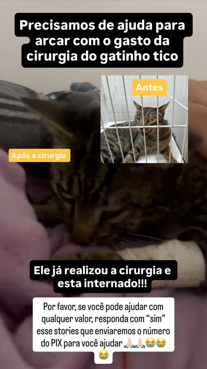 biacaroline_ong's tweet photo. 🚨NOTÍCIAS DO TICO🚨
Pessoal ele ja realizou a cirurgia e agora está sob cuidados do pós cirurgico, por favor gente qualquer valor ajuda muito nesse momento, se não poder ajudar compartilhem muito😭😭😭🙏💔😪
Ajudem pelo pix 24285635000140(CNPJ), me mandem o comprovante no whats (14)996690067
