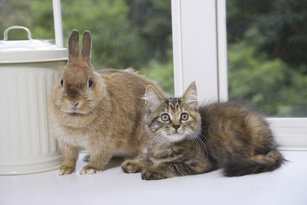bunnycvit_'s tweet photo. 🐈🐇 https://t.co/thkQBcjj0e