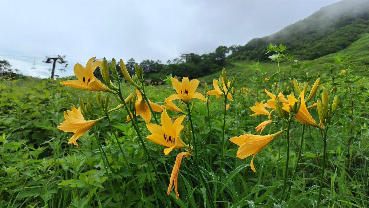 MB28380607's tweet photo. 迫力ある急峻な渓谷。一ノ倉沢。ガスがかっていて稜線は見えなかったけどこれはこれで雰囲気ある https://t.co/T34Nc0oJDR