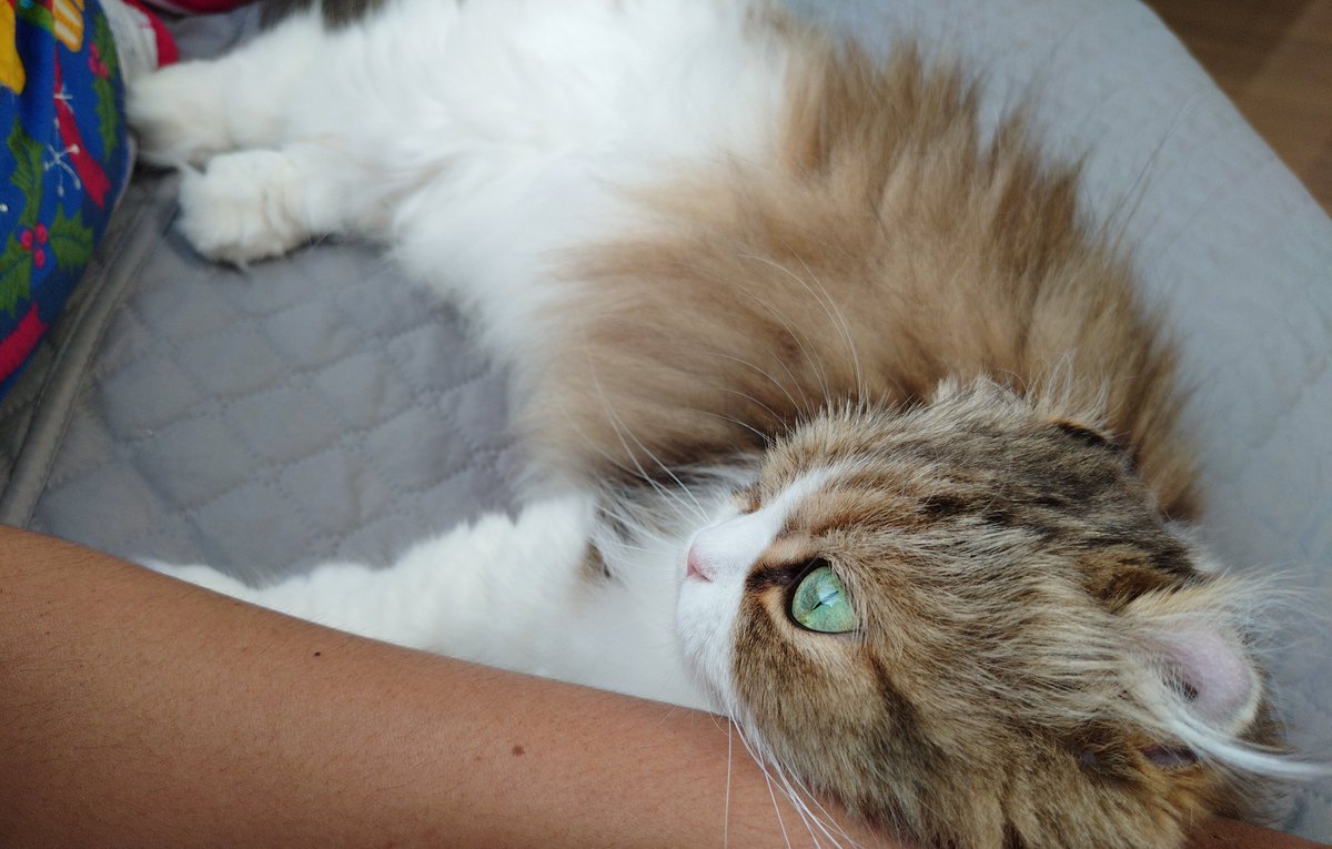jamebonfps's tweet photo. う、動けない🐱 https://t.co/4UgBZOtSFW