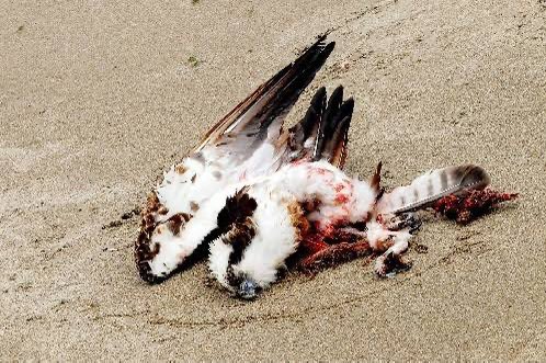sumiremiya's tweet photo. @zan4736511 目に見えるだけでも鳥の被害は鰻登り🦅
ソレで作れる電量は、実に微々たる物💦 https://t.co/dEaSxU3CVt