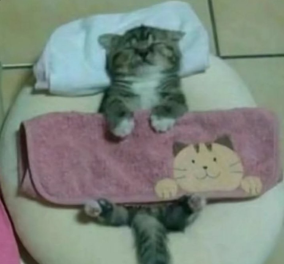 catotdd's tweet photo. https://t.co/mcCbt50mZ8
