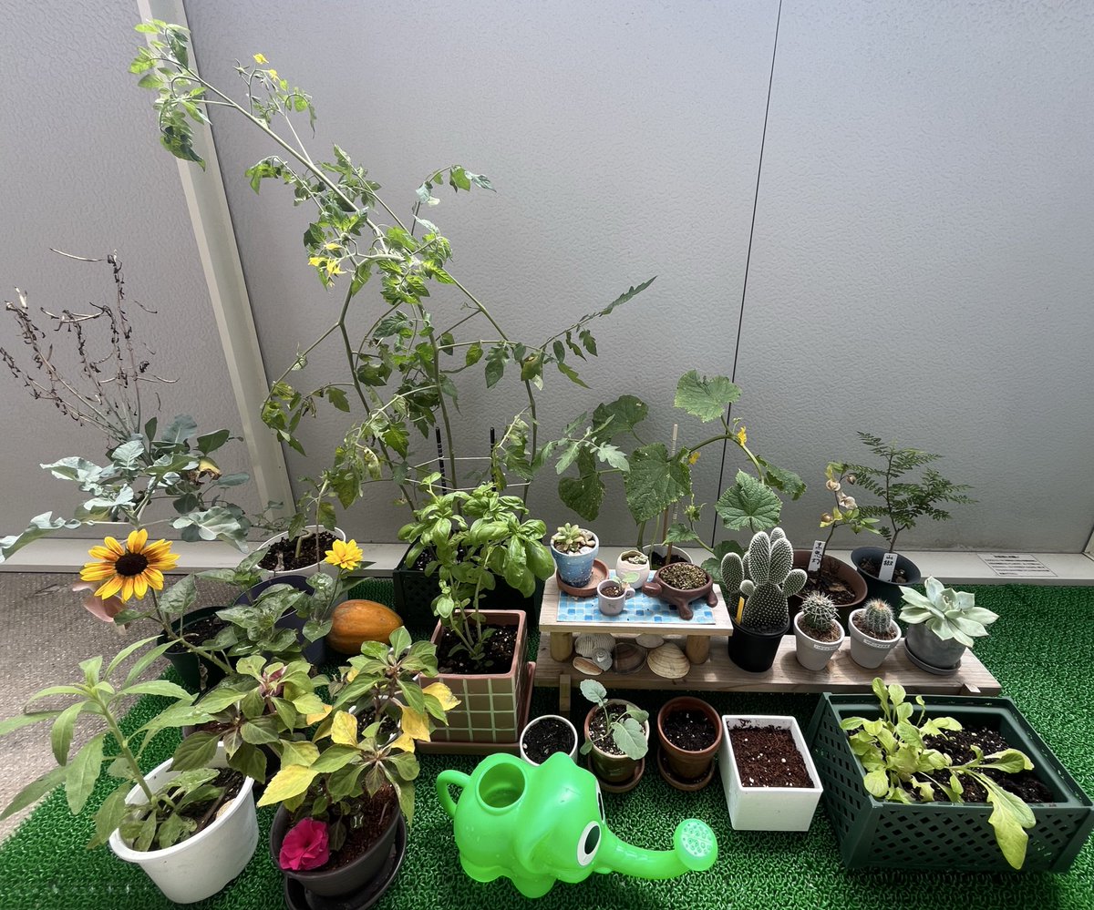omakitan75's tweet photo. ＧＷ帰省前に発芽したミニトマトちゃん、とうとう実がなりました！もう手遅れだけと支柱作った笑
苗から買ったぺんぎん？も花が咲きました。買う前から根元からポッキリ折れてしまって死ぬばかりと思ってたけど、良かった〜 https://t.co/Bbu1mHgslP