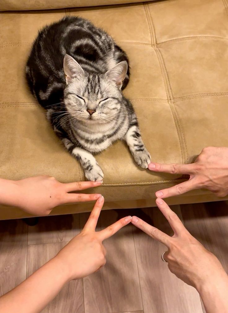 Doglover7s's tweet photo. Peaceful kitty getting love from all sides 🥰❤️ https://t.co/F68DsSEdtG