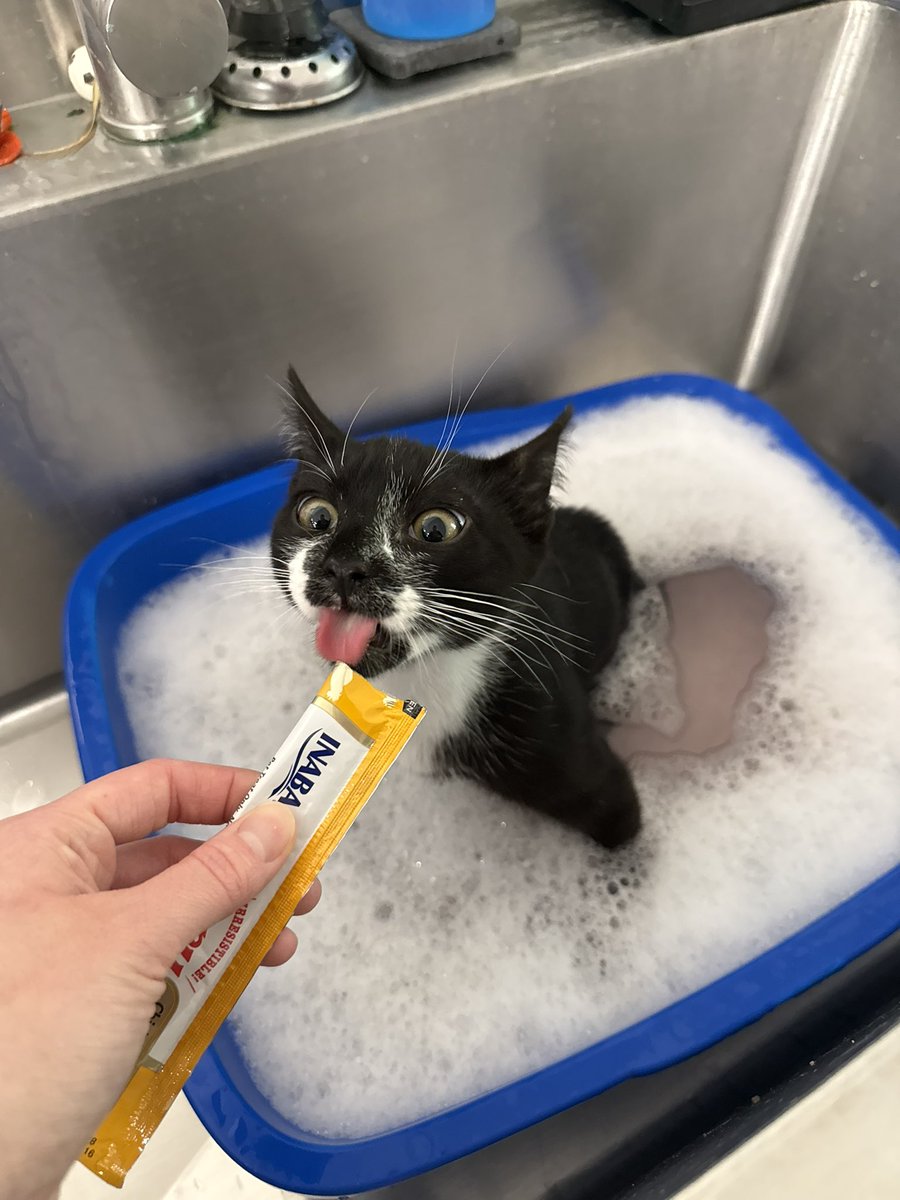 feederofcats's tweet photo. cats today https://t.co/LKAV8tuOdH