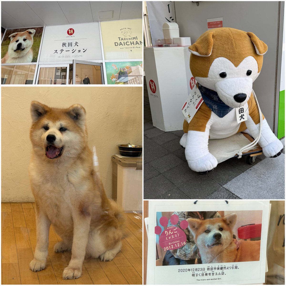 riemink's tweet photo. 朝ラー後にお犬さまに癒され、お参散策して飲み比べ休憩。かなり満喫中。 https://t.co/Rsuux3peCf