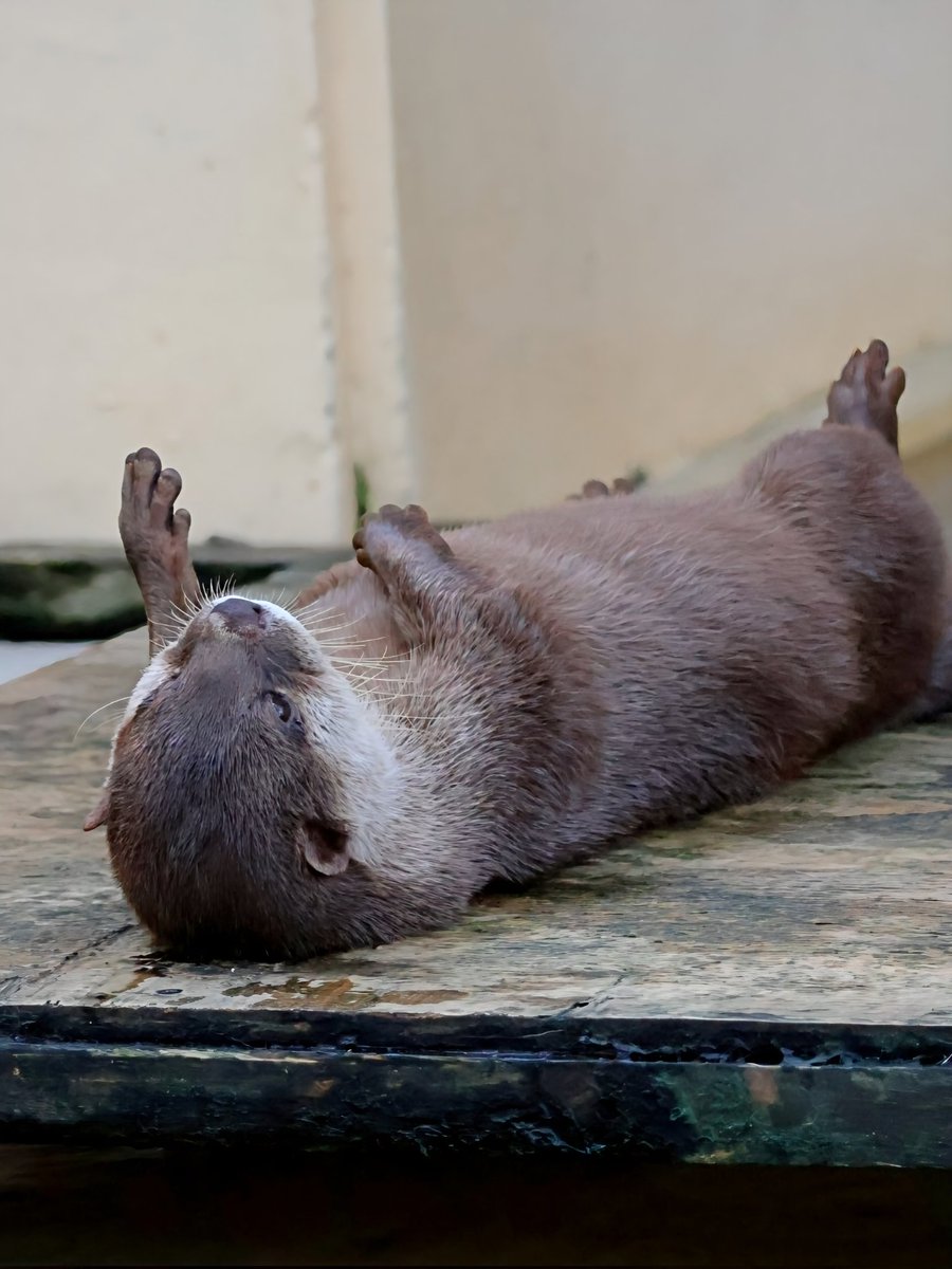 uso99776942's tweet photo. 虚無。

#ネギマ #コツメカワウソ #otter
#上尾丸山公園 #あげおまんまるZoo https://t.co/mOCFM4t8fa