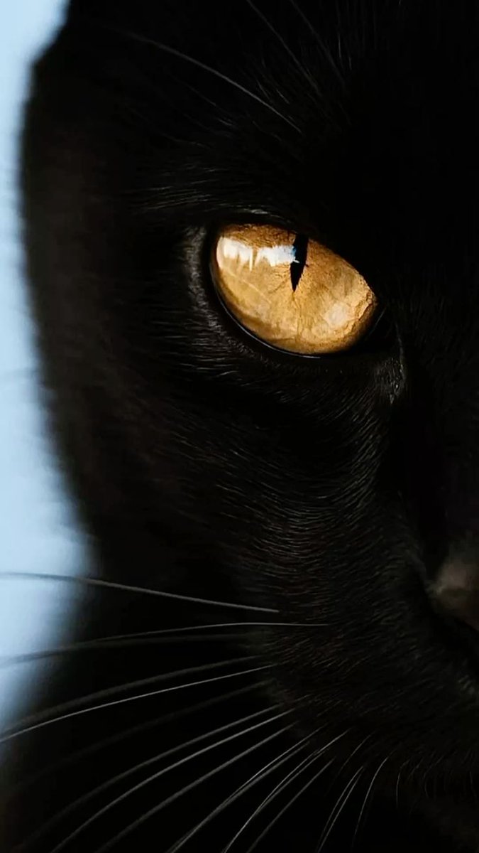 SassySiren79132's tweet photo. 🖤🐈‍⬛ https://t.co/zK4HoUgIEV