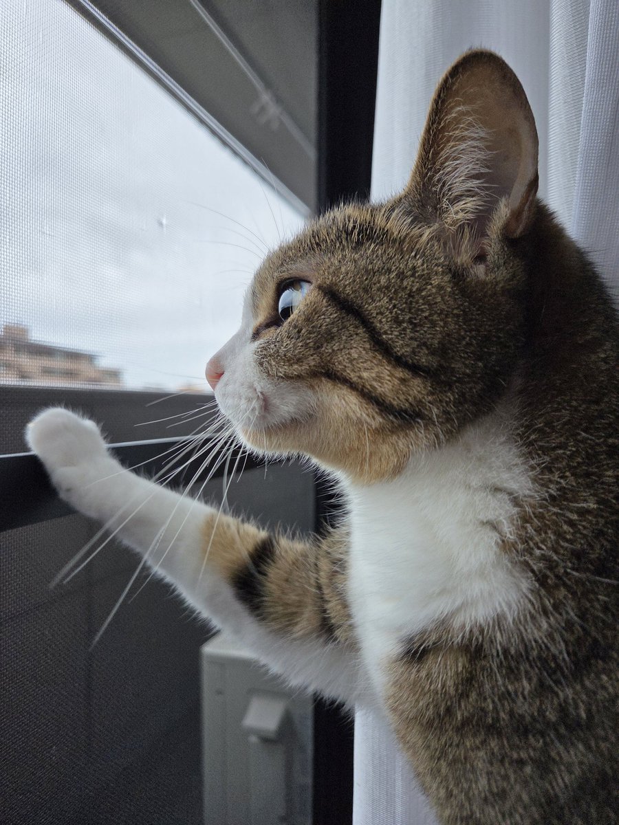 Rinderon_'s tweet photo. 今日の猫 https://t.co/YWPUSDZHsg