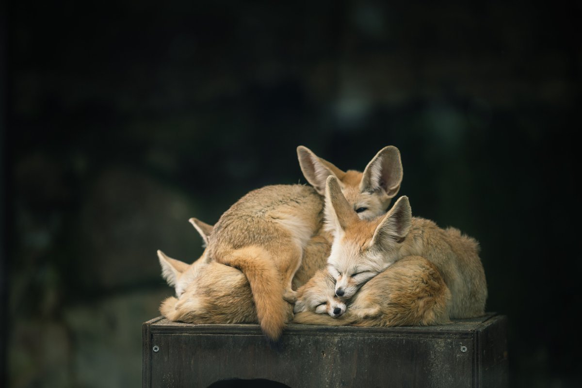 121Revolution's tweet photo. 寒かったもんね
#Rephotograph
#伊豆シャボテン公園
#フェネック https://t.co/tBz4SAmSvC