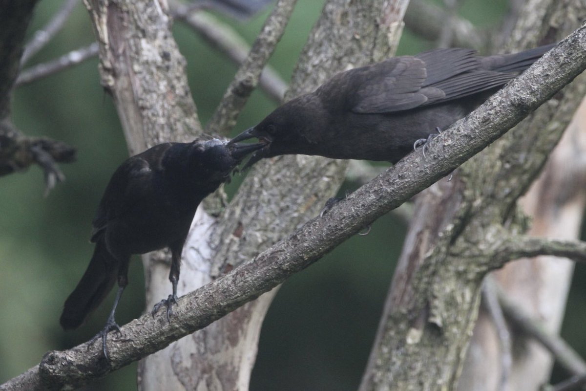 CatharineYogi's tweet photo. Successful peanut transfer ❤️ #grackle #birds #birdphotography #BirdTwitter #TwitterNaturePhotography #TwitterNatureCommunity ❤️ https://t.co/rBBLlbPbWE