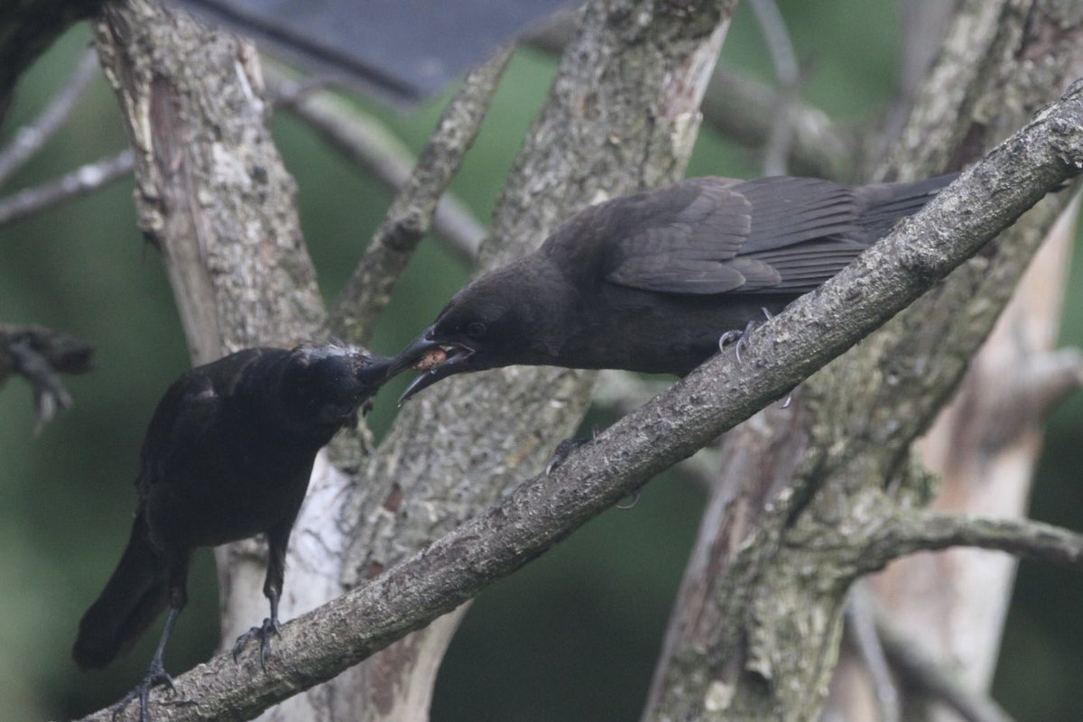 CatharineYogi's tweet photo. Successful peanut transfer ❤️ #grackle #birds #birdphotography #BirdTwitter #TwitterNaturePhotography #TwitterNatureCommunity ❤️ https://t.co/rBBLlbPbWE