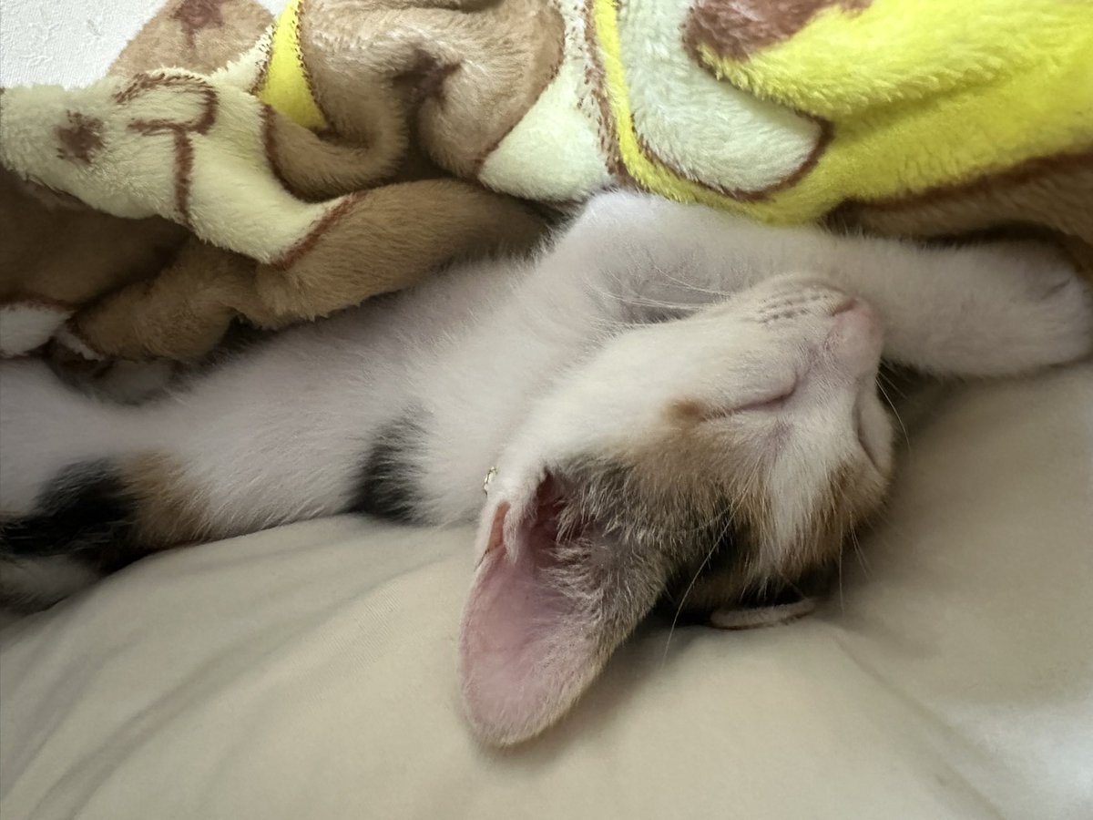 ssmi5103's tweet photo. 数分後には野生を忘れた🐱になってた https://t.co/wYSVZS8GmB