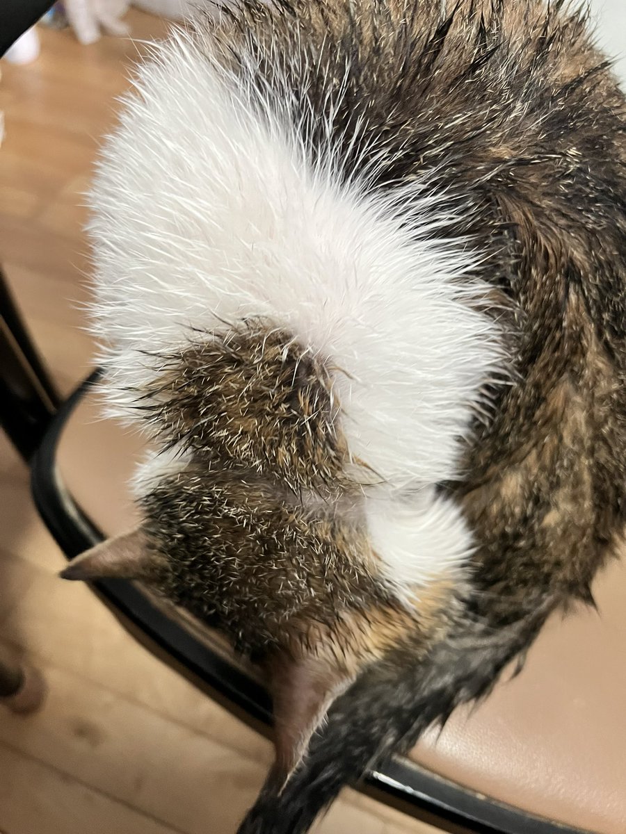 asb_sho's tweet photo. ねことこねこ洗った https://t.co/VYgJRjt1IF