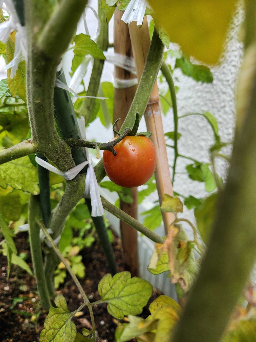 dayservice_moi's tweet photo. 5月の中旬から始めましたmoiのグリーンカーテン‼️
なんと❗️ななんと‼️ミニトマト🍅が赤く熟し始めました🥳
ゴーヤも少しづつ育ってきています✨✨
本日から利用者様が持ってきてくださったおもちゃカボチャ🎃を育て始めました✨✨ハロウィンが今から楽しみですね‼️ https://t.co/CL3L2WSfYY