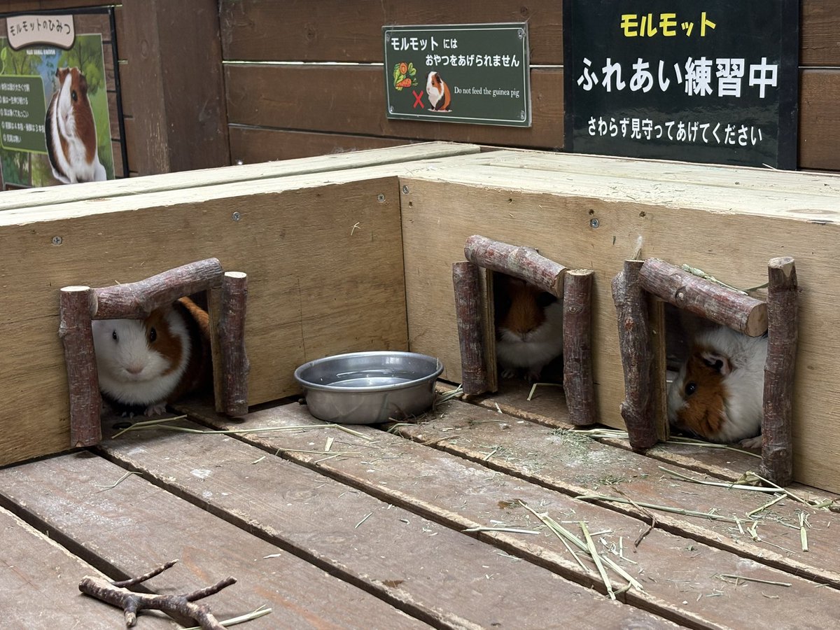 morishinrin3's tweet photo. ファームもブロードもキャッツも観れて満足
子羊ってめちゃくちゃメェって鳴くんだ…
#名取と行くなすど https://t.co/LI1nSHrIQ1