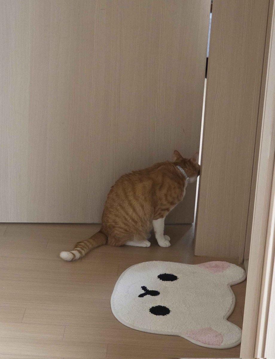 kimodeng0314's tweet photo. 내가 큰소리냈는데 아빠방가서 죽어라 의심함 https://t.co/GeocIn82rI
