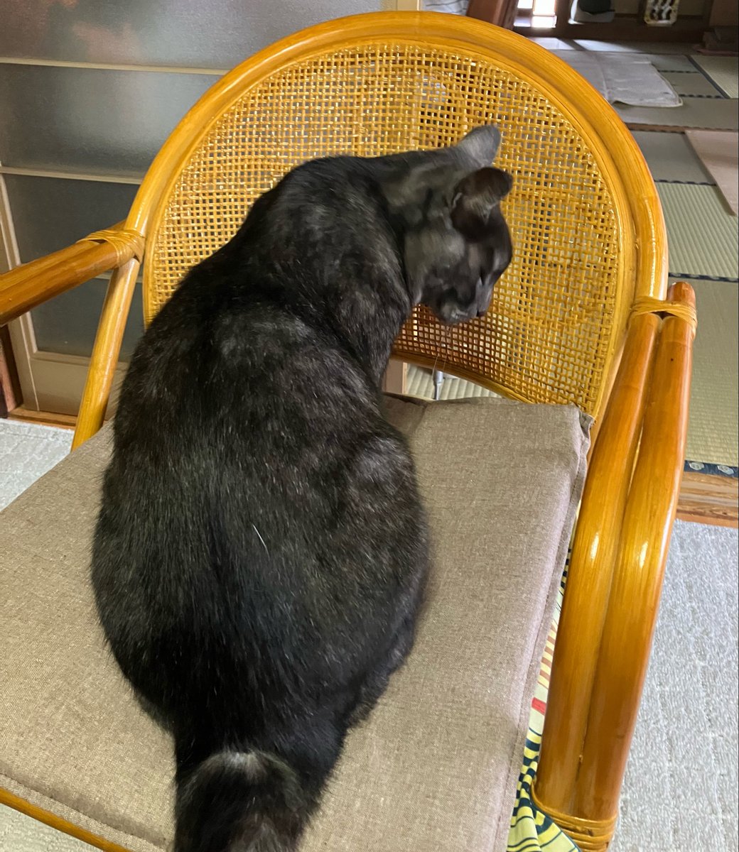 goinkyo_01's tweet photo. 今日のほかほかねこ https://t.co/C0Zt4rmQm6