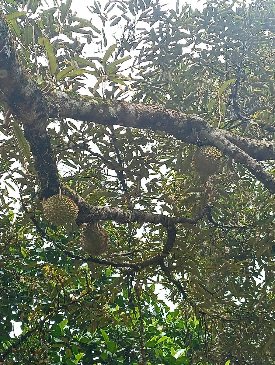 glassesdohoon's tweet photo. me bragging about going to durian orchard @ dusun durian

 —a 🧵🪡 https://t.co/vNNrLktItO