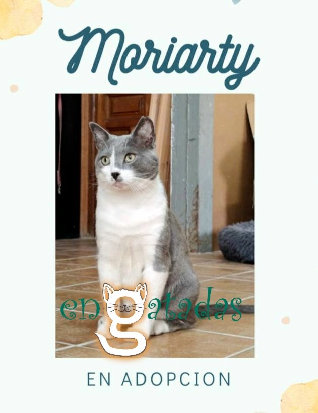 enGatadas_AB's tweet photo. De Moriarty te podría contar maravillas, pero si te digo que es el único gato que ha conseguido "abducir" a Carbón, te dejo claro su poder de seducción 😎

Está en #Albacete pero llama a tu puerta si le haces un hueco en tu vida.
Contáctanos SIN compromiso y hablamos 😜 https://t.co/1pYPjaDAmW
