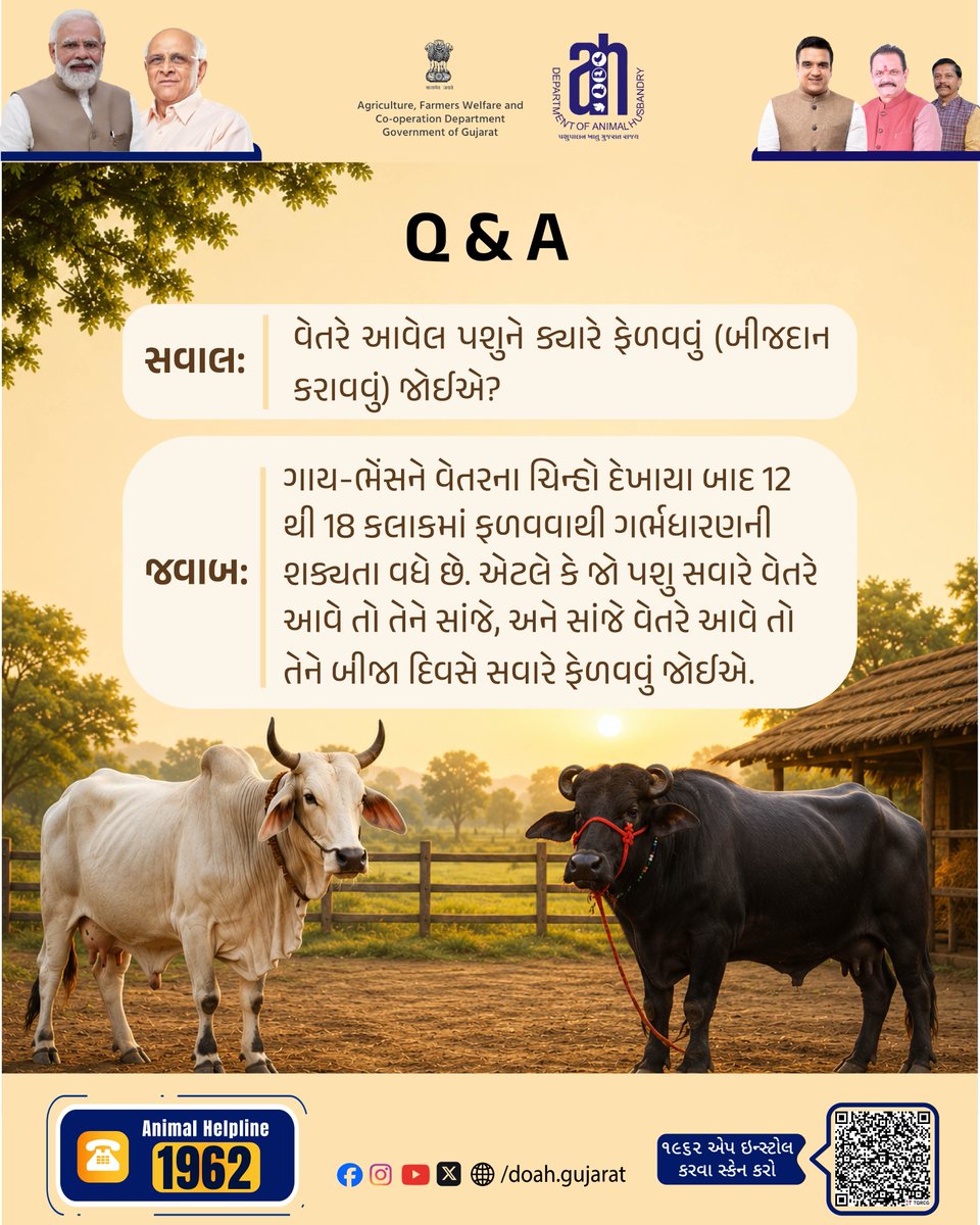 DoahGujarat's tweet photo. ❓સવાલ: વેતરે આવેલ પશુને ક્યારે બીજદાન કરાવવું?
વેતરના ચિન્હો દેખાયા બાદ 12 થી 18 કલાકમાં બીજદાન કરાવવાથી ગર્ભધારણની શક્યતા વધુ રહે છે. સવારે વેતરે આવે તો સાંજે, સાંજે આવે તો બીજા દિવસે સવારે બીજદાન કરાવો.
#ArtificialInsemination #CattleBreeding #DairyFarming #AnimalHusbandry https://t.co/B66YuLnelW