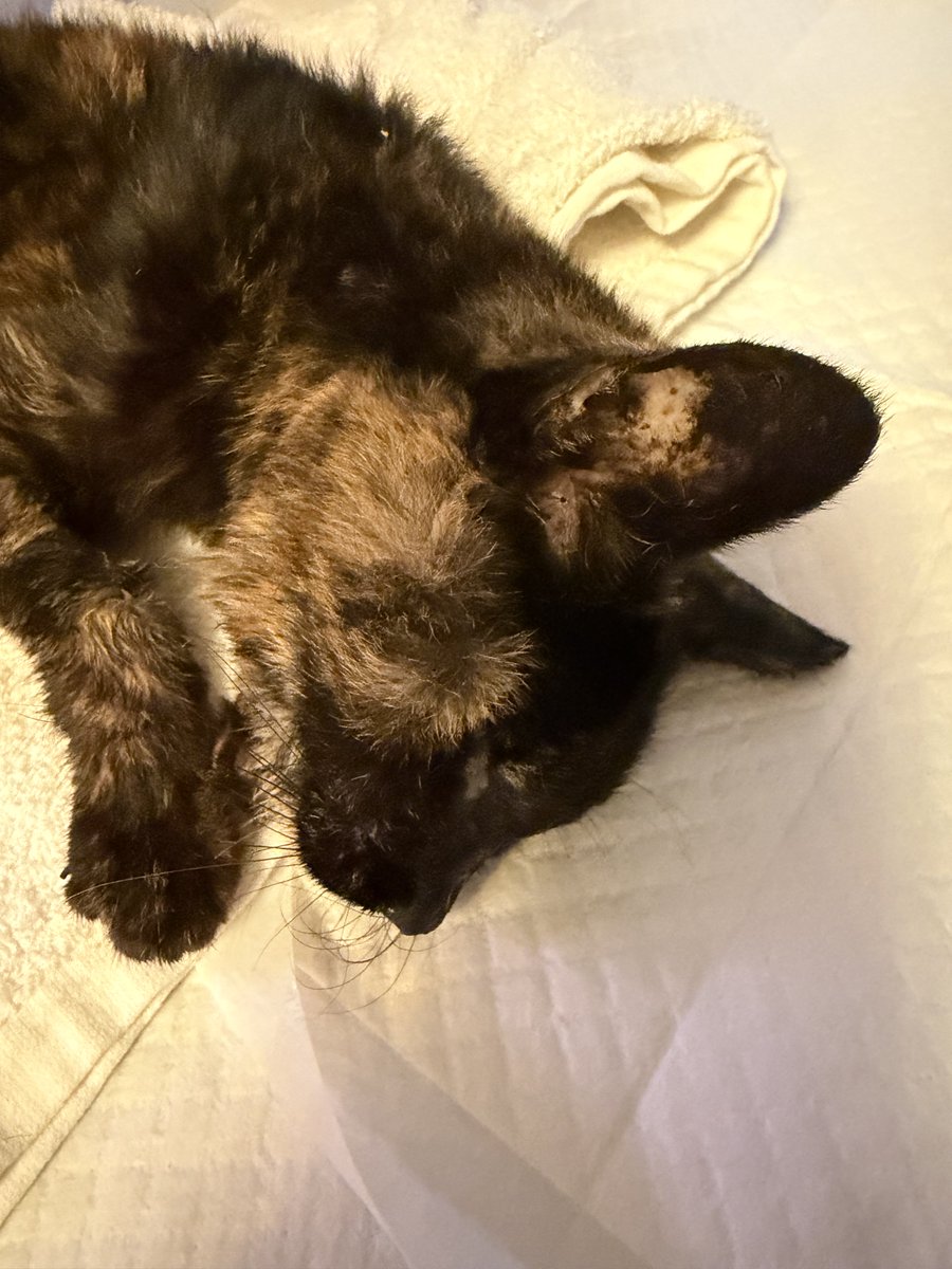 Mikko_animals's tweet photo. 推定年齢20歳超えのジュジュです🐱
耳と目が不自由でガリガリですが食べることが大好きな食いしん坊さん♡
そんなジュジュの食欲が落ちて来ました💦
まだまだ元気でいてね、ジュジュ💕︎ https://t.co/WbOnSEfmOv