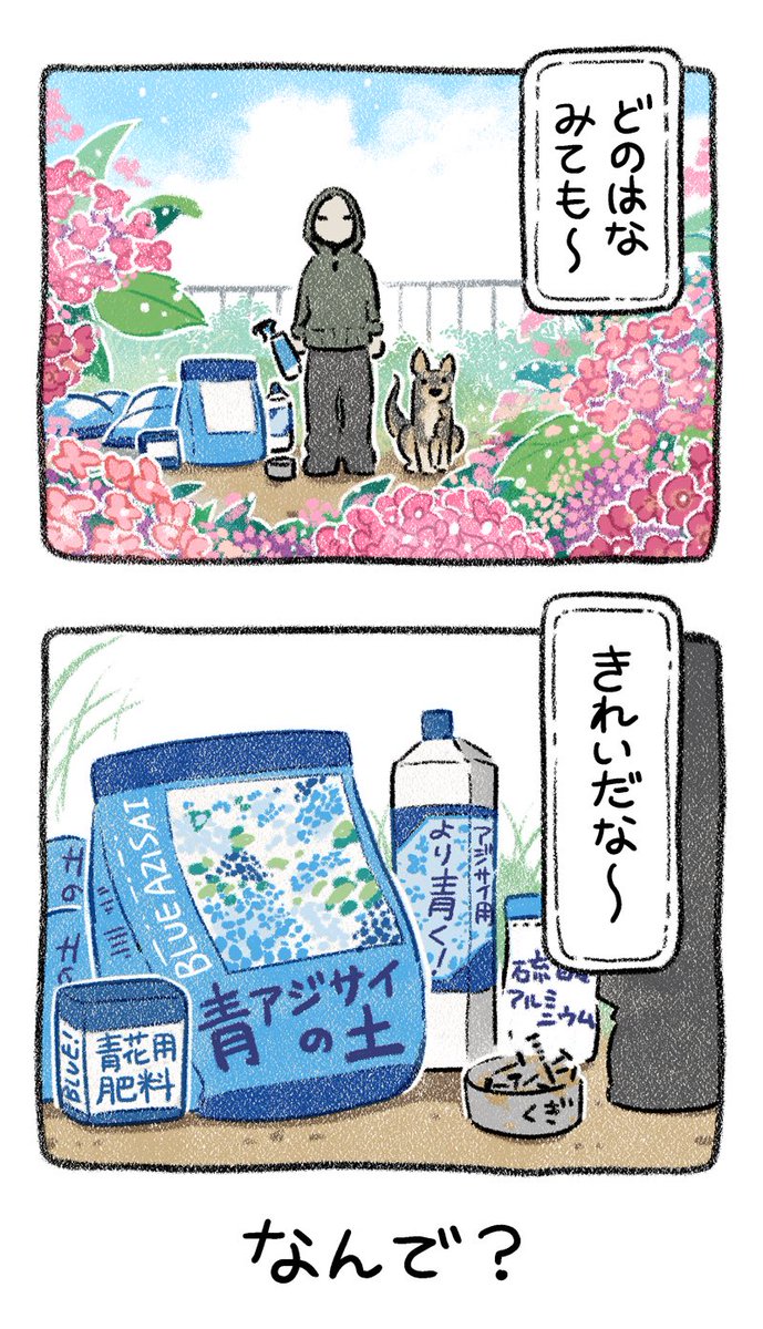 yosimofurou's tweet photo. 紫陽花を青にしたいんだが？
（1/5）初戦 https://t.co/zkW3IPrqcf