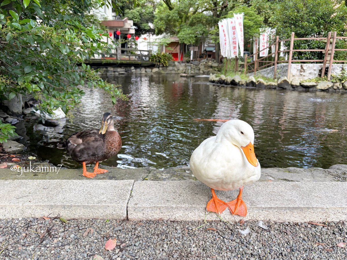 yukamm7's tweet photo. 【平塚八幡宮(神奈川・平塚)】湘南ひらつか七夕まつりに行く前に、平塚八幡宮さんにお詣りへ。源頼朝が北条政子の安産を祈願し神馬を奉納し、現在も神馬さんたちに会える神社。七夕まつり限定の可愛い刺繍御朱印をいただき、神馬さんデザインの短冊の奉納もできました🎋🌟
#神社仏閣 #御朱印 https://t.co/WU5kWFeuMD