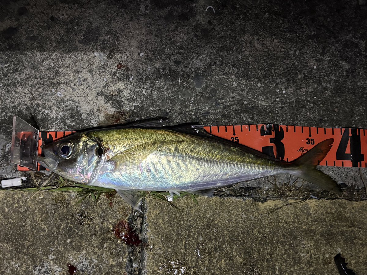 fishing_squid's tweet photo. 昨夜の釣果
開始5時間経過時点で周り含めて釣れたのは1匹のみで今夜は釣れないかも…と諦めかけていた頃に時合いが来てくれた
サイズは34〜42cm ＋カマス1匹
（写真は二人での釣果） https://t.co/khNpqL5oq9