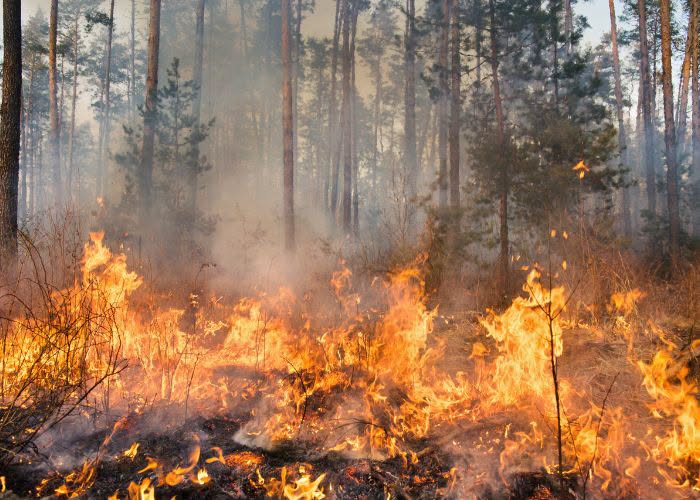 armengol1714's tweet photo. Molts boscos cremen o cremaran, per diverses circumstancies, cada estiu passa per desgracia. Però el que és innegable, la mala gestió forestal, el mal equipament per extingir els focs, una burocracia estúpida que impedeix accions preventives,  la manca de recursos dels Bombers, la nefasta direcció a que estan sotmesos desde Madrid i un govern llepaculs que no serveix per a res. Nomes gasten en bestieses, manquen avions per apagar el foc i una absoluta reestructuració de com actuar en casos així.