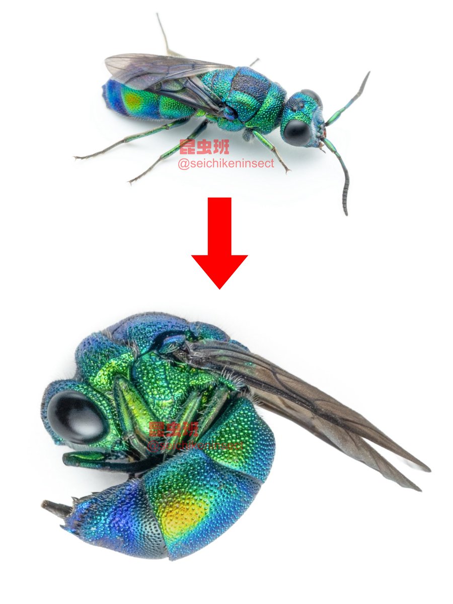 seichikeninsect's tweet photo. 大学構内で見つかったミドリセイボウ！！

なんと……！！！！！
丸まります！！！！！ https://t.co/krMN6cjbmQ