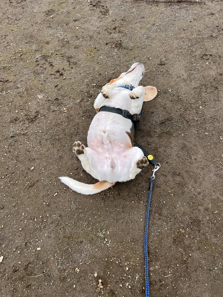 revival_basser's tweet photo. 今日もズリズリ #beagle https://t.co/XhqLcXehsW