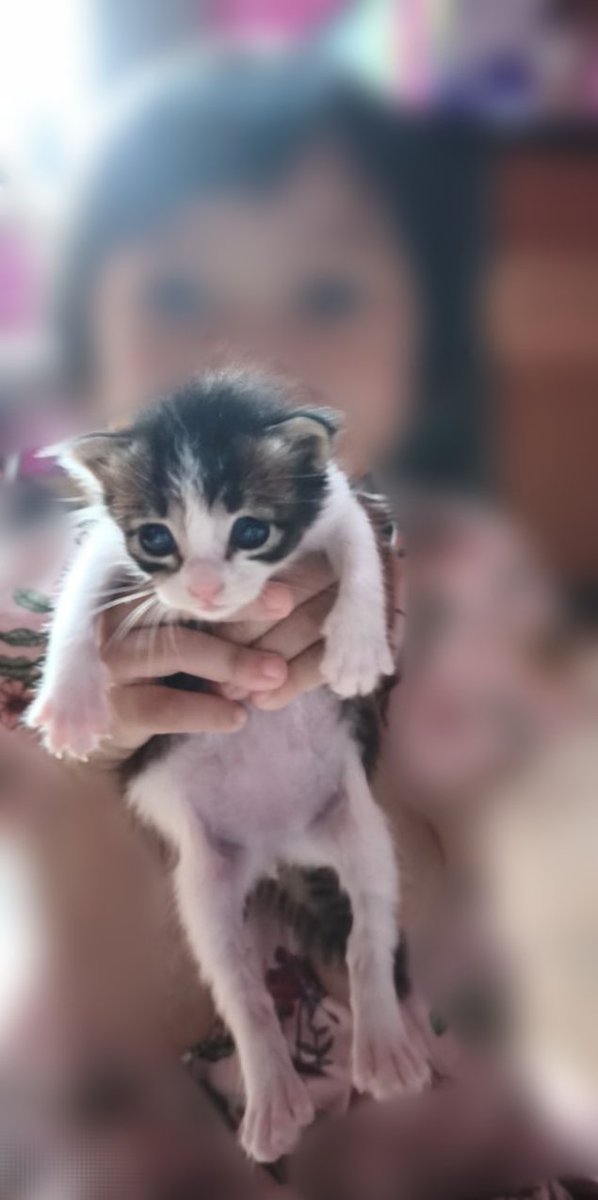 reedonesq's tweet photo. nemu kucing ini ditinggal emaknya di plafon rumah gue. sekarang udah umur 6 bulan aja https://t.co/rY4aQj5Yww