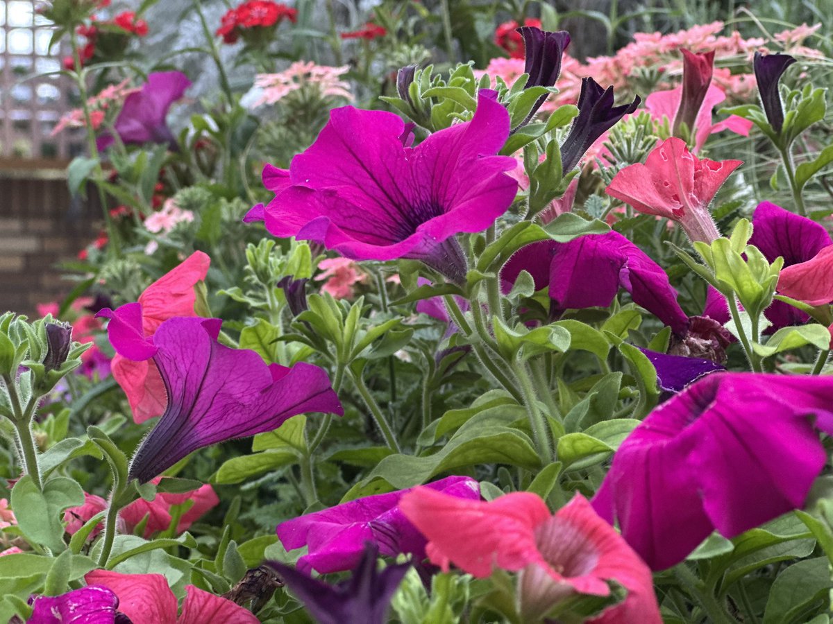 uni022135's tweet photo. 今日自我でもめっさ楽しめた‼️ほまにみんなあんがと‼️花壇の花添えとくね、 https://t.co/l2hlFsO104
