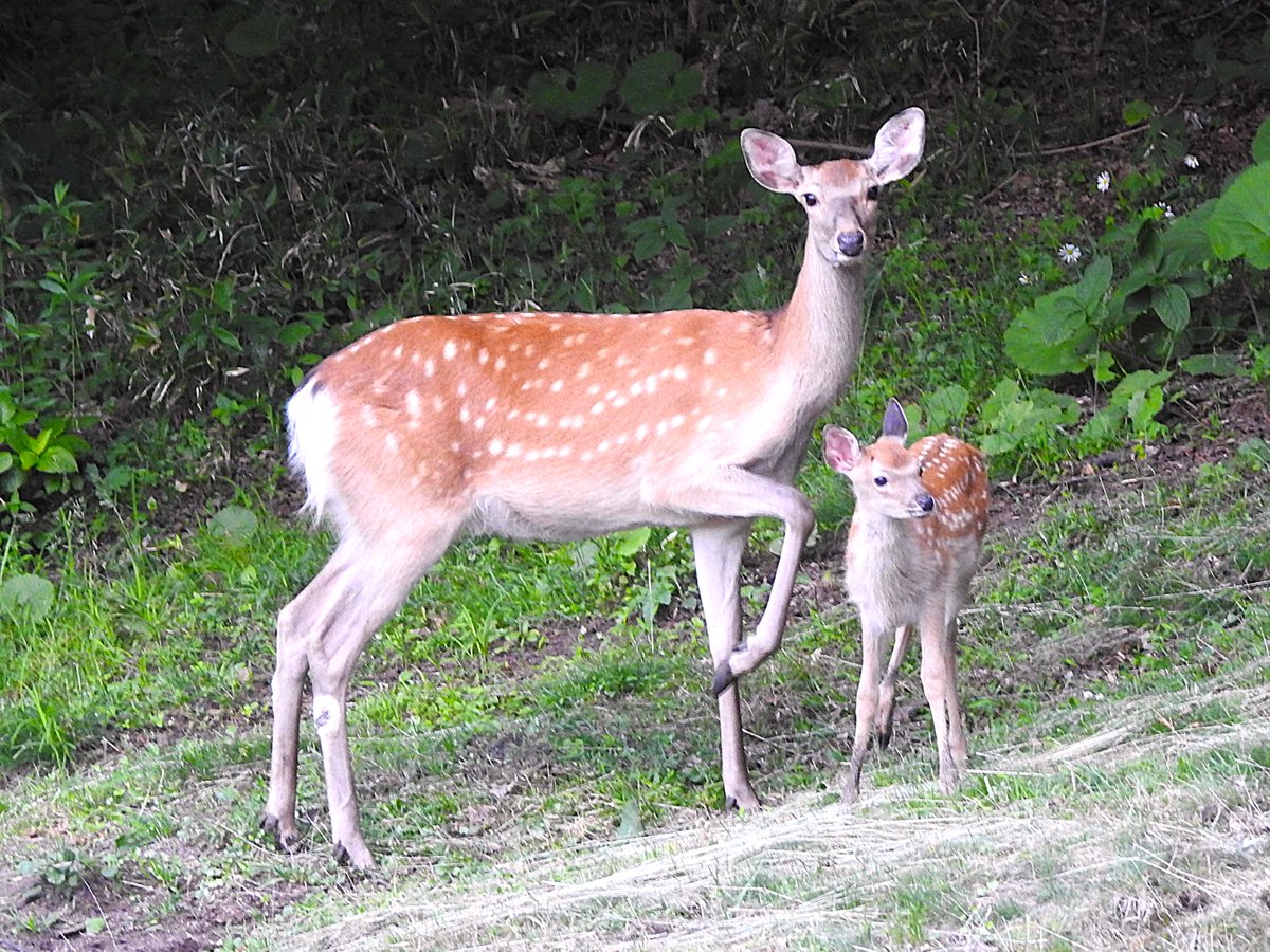 happywildbird's tweet photo. 夏毛の鹿親子。子鹿は可愛いですが、うちの周りはすでに鹿だらけなので・・また増えてる💦と複雑な気持ち https://t.co/0IVUGZbVRP