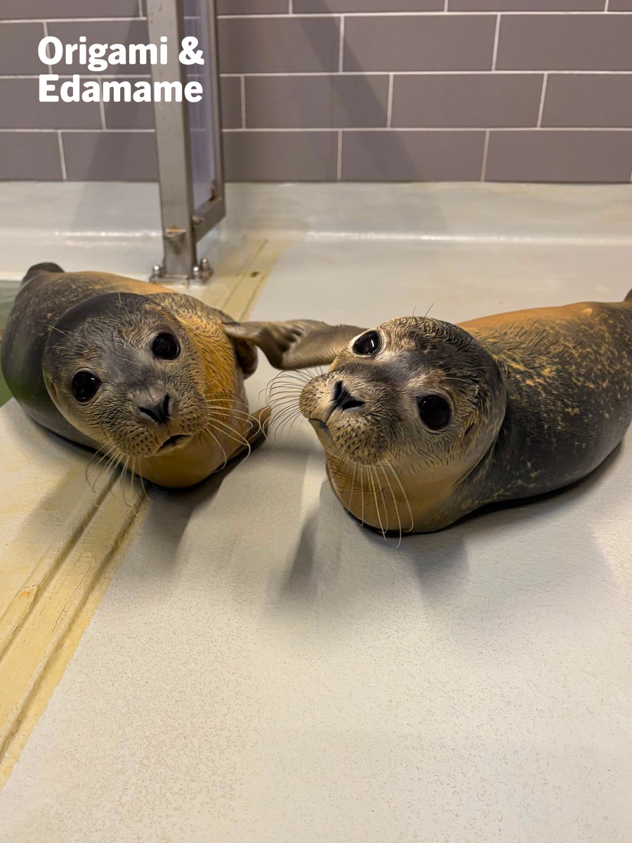 Zeehondencreche's tweet photo. There are currently 45 pups in our seal hospital ❤️🩹
Here are just a few of our most recent arrivals. Every pup receives the care they need to recover.
Would you like to support the seals in our care? ❤️ You can symbolically adopt a seal or donate via https://t.co/RJzDPbUDb3 🙏 https://t.co/TsC84G3l3u