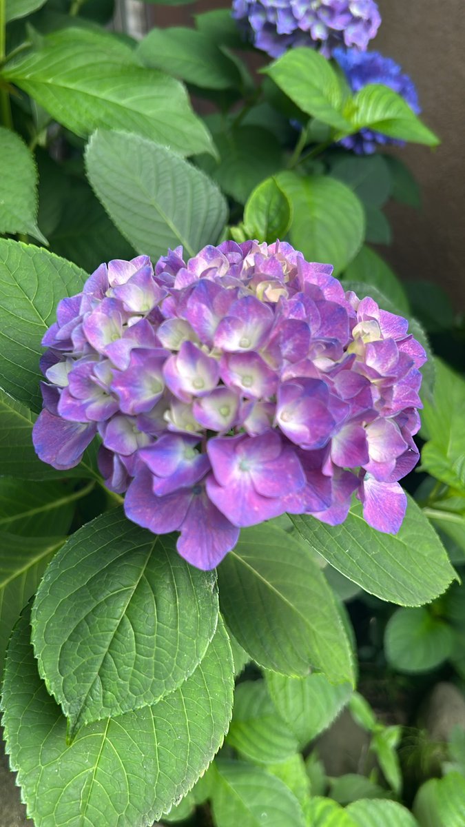 mika01182's tweet photo. 庭の紫陽花が色づき始めました https://t.co/TvoEiXMMGK