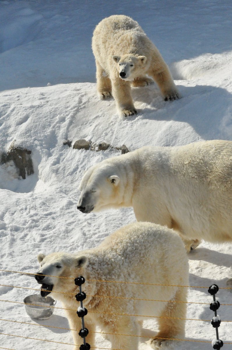 denari0529's tweet photo. ララとポロロ・マルル｜円山動物園（2014）

#ホッキョクグマ
#polarbear https://t.co/XvpZLv0LiW