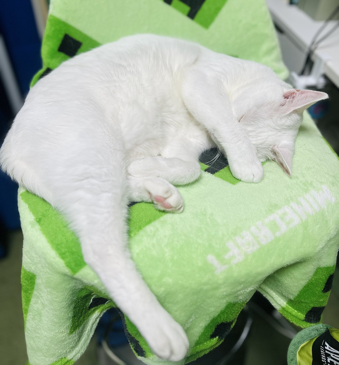 Haruyu527's tweet photo. かわいすぎる🐈 https://t.co/x43tNEO42r
