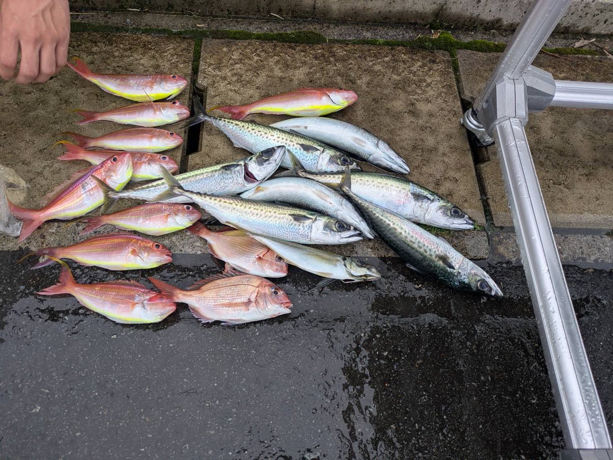 yujigrs204's tweet photo. 5人で今日は釣りへ🎣
大漁でした😎 https://t.co/rMKObuA0J0